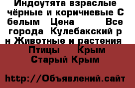 Индоутята взраслые чёрные и коричневые С белым › Цена ­ 450 - Все города, Кулебакский р-н Животные и растения » Птицы   . Крым,Старый Крым
